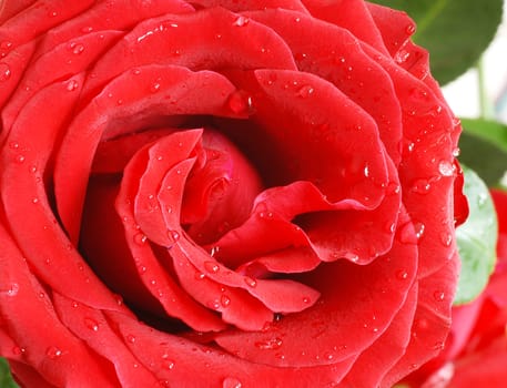 gorgeous blooming red rose flower closeup macro