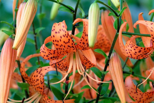 Tiger Lily, Lat. Lilium lancifoliu