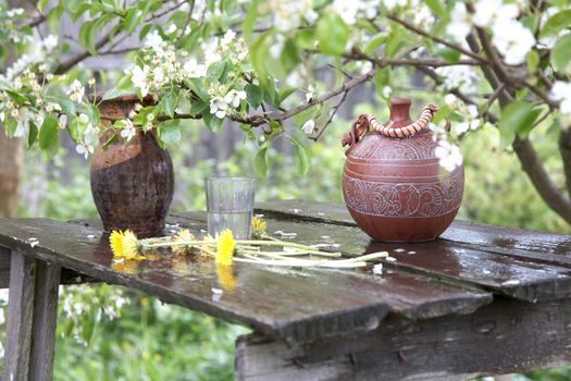 Old jugs on a background blossoming pear tree after a rain