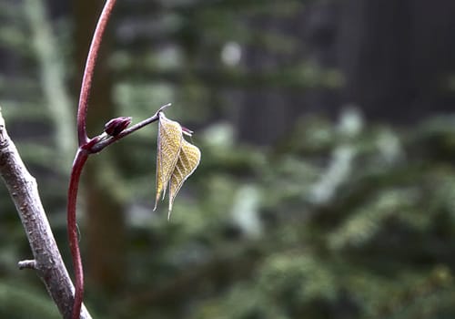 Two leaves on a background of a dry branch and greens