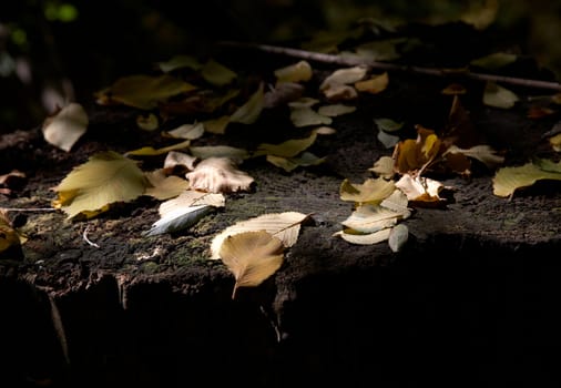 The fallen down yellow leaves on a stub