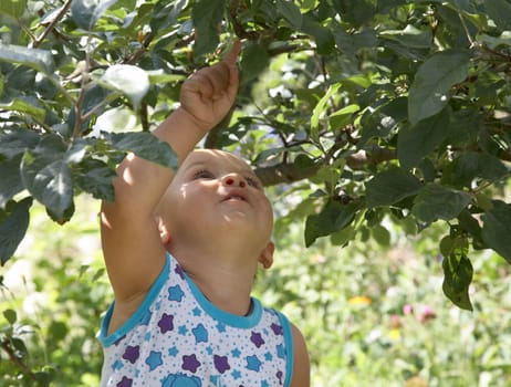 The little boy reaches for leaves of an apple-tree