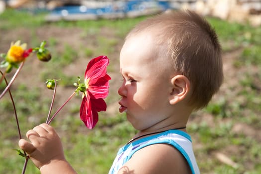 little boy smells flower of a dahlia in the afternoon