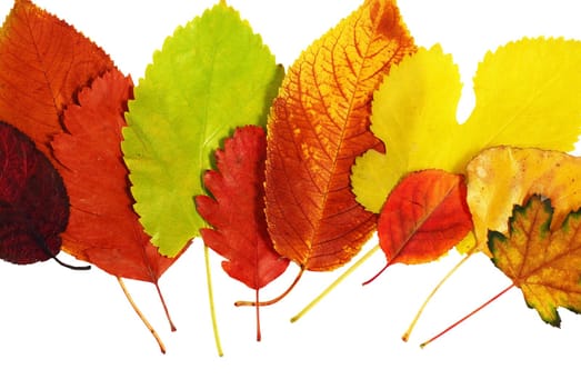 various bright colorful autumn tree leaves over white background