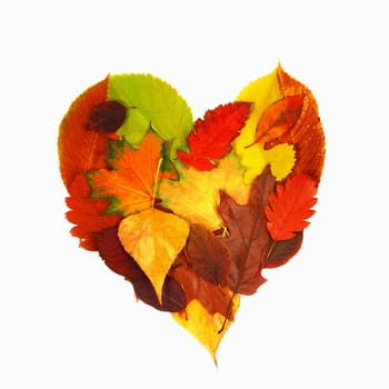 various bright colorful autumn tree leaves in heart shape over white background