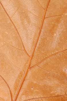 abstract natural brown autumn leaf texture closeup