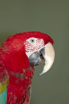 Parrot, Lat. Ara chloroptera