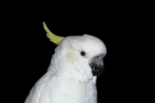 Parrot, Lat. Cacatua galerita triton, isolated on a black background