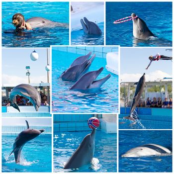 dolphins playing in pool