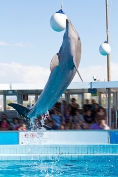 dolphin jumping high from bue water 