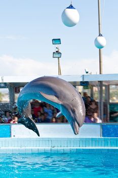 dolphin jumping high from bue water 