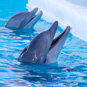 dolphin swimming in the pool 