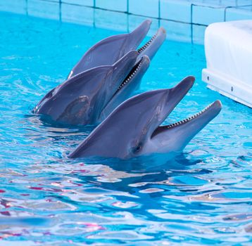 dolphin swimming in the pool 