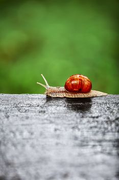 Big snail crawling on a wooden surface