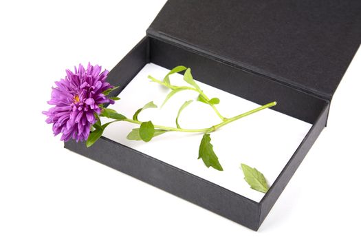 Open gift box with  flower isolated on a white background