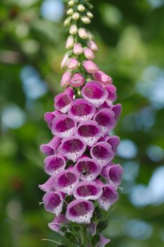 Flower foxglove, lat. Digitalis purpurea