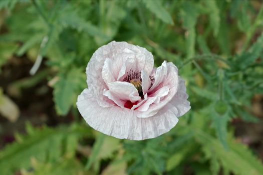 Common poppy, Latin Papaver Rhoeas