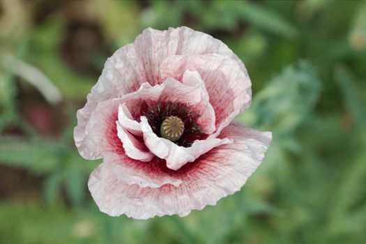 Common poppy, Latin Papaver Rhoeas