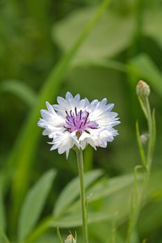 Cornflower in the meadow, Latin Centaurea