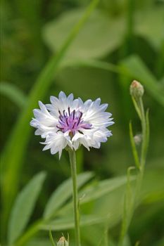 Cornflower in the meadow, Latin Centaurea