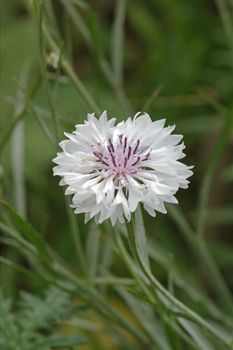 Cornflower in the meadow, Latin Centaurea