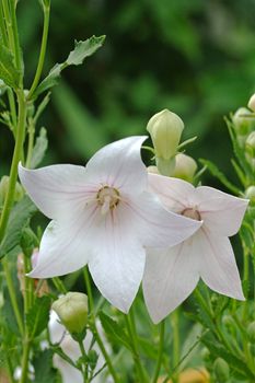 Platycodon in the meadow, Latin Platycodon grandiflorus