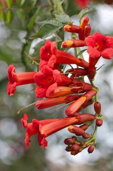 Campsis, Latin Campsis