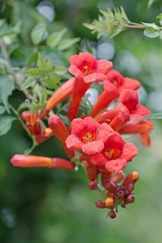 Campsis, Latin Campsis