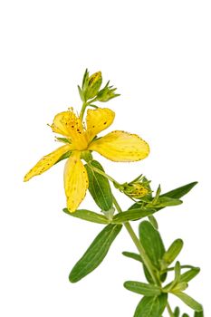 Flower of Hypericum (Latin Hypericum), isolated on a white background