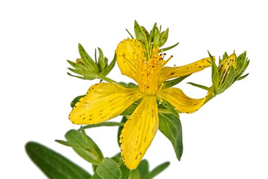 Flower of Hypericum (Latin Hypericum), isolated on a white background