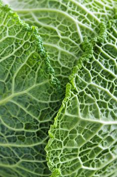 Close up of fresh green cabbage leaves