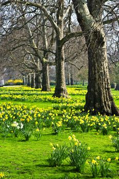 Blooming daffodils in St James's Park in London