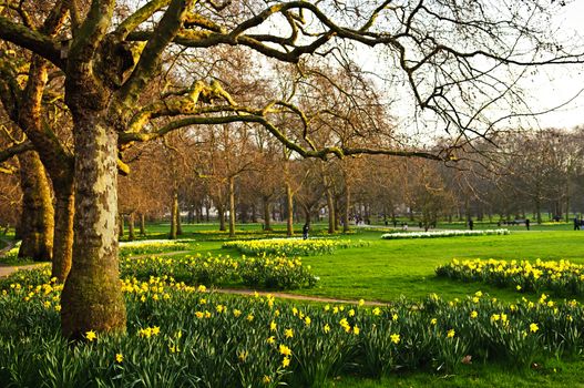 Blooming daffodils in St James's Park in London