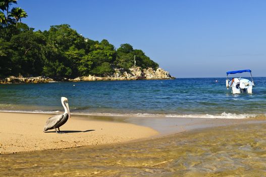 Pelican on beach near Pacific ocean in Mexico