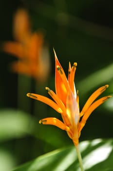 Tropical Orange Parrot Heliconia flower closeup in Mexico