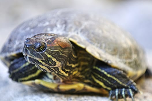 Close up of red eared slider turtle sitting on rock