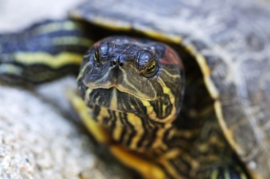 Close up of red eared slider turtle sitting on rock