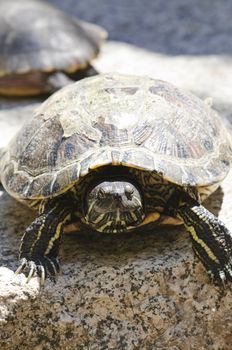 Close up of red eared slider turtle sitting on rock