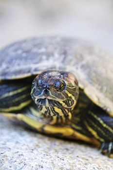 Close up of red eared slider turtle sitting on rock