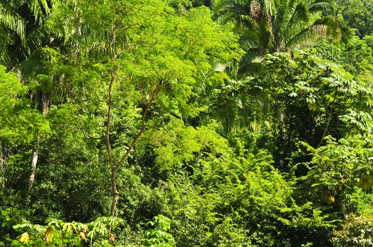 Background of lush tropical jungle at Pacific coast of Mexico