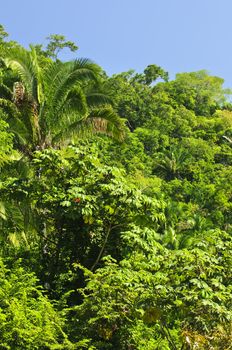 Background of lush tropical jungle at Pacific coast of Mexico