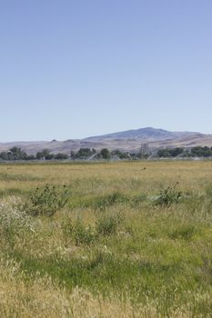 Large area of land crops being watered in front of mountains.