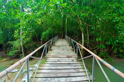 Rope walkway through the treetops in a rain forest