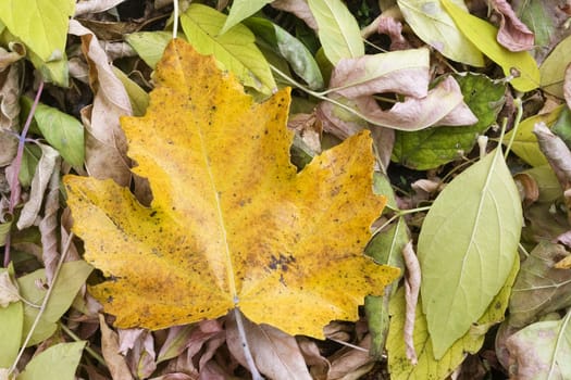 Colorful leaves collection.