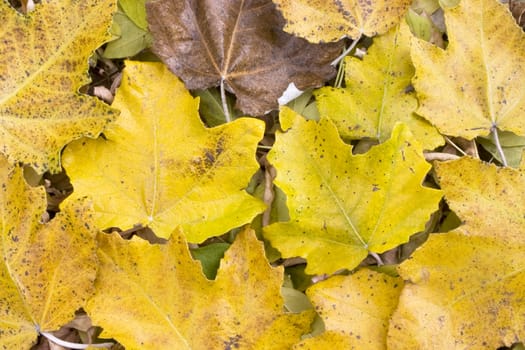 Colorful leaves collection.