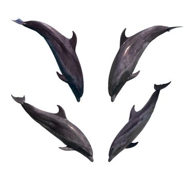 Dolphin collection isolated on white background