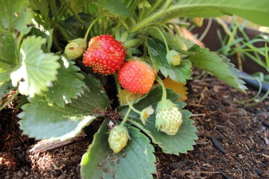 Strawberry plant with leaves and fruit.