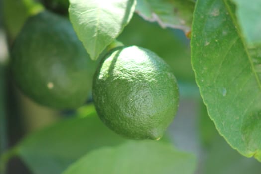 Unripened lemons growing on branch.