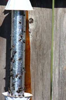 Stick fly trap covered in flies.