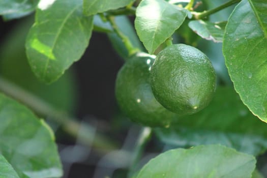 Unripened lemons growing on branch.